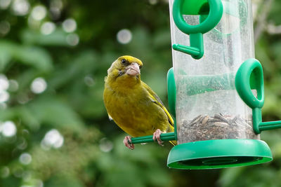 Close-up of bird perching on bird feeder