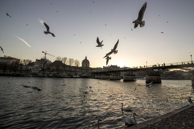 Seagulls flying over river