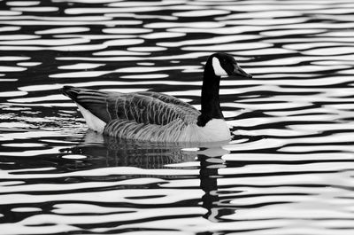 View of two ducks swimming on lake