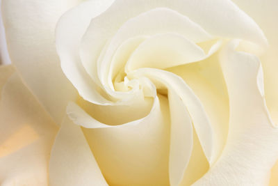 Close-up of white rose