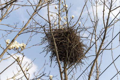 Low angle view of bird nest on bare tree