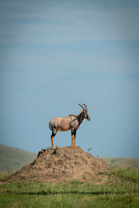 Male topi on termite mound in profile