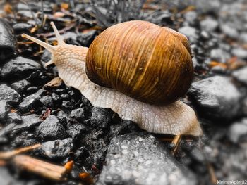 Close-up of snail on land