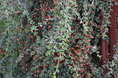 Close-up of red berry fruits growing on plants