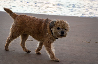 Dog on beach