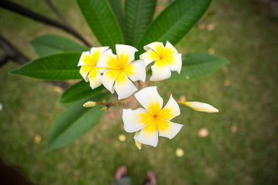 Close-up of frangipani blooming outdoors