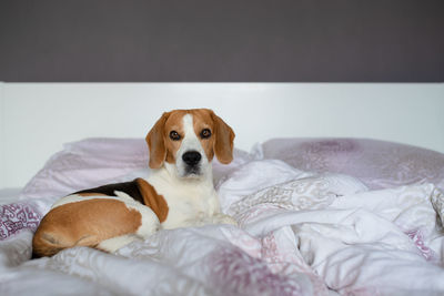 Portrait of dog resting on bed