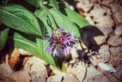 Close-up of butterfly on plant