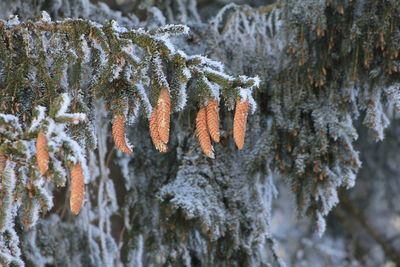 Close-up of frozen tree trunk during winter