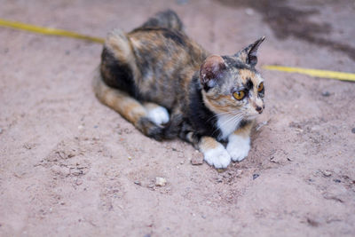 High angle view of a cat