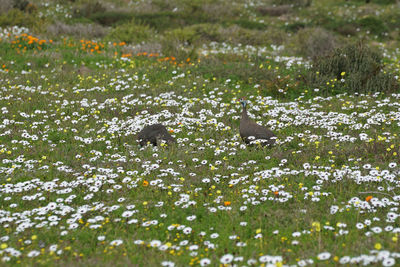 View of white flowering plants on field