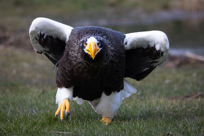 Close-up of a bird