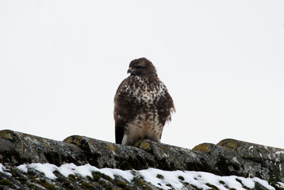 Low angle view of owl perching on snow against clear sky