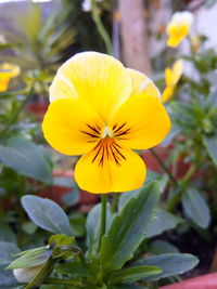 Close-up of yellow flowering plant