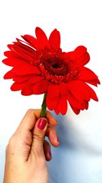 Close-up of hand holding red flower