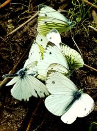 High angle view of white flower