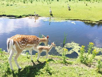 Deer with fawn standing by pond on field during sunny day