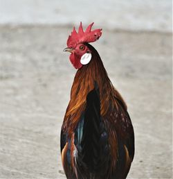 Close-up of rooster