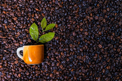 Close-up of coffee beans