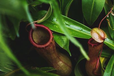 High angle view of pitcher plant