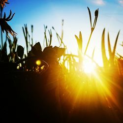 Close-up of plants against sunset