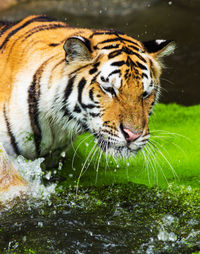 Close-up of a cat drinking water