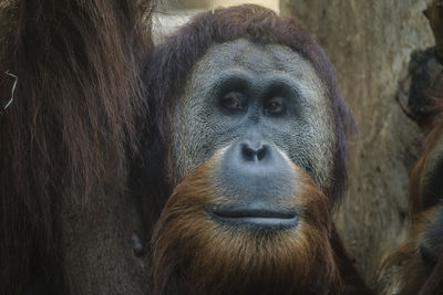 Close-up portrait of a orang utan 