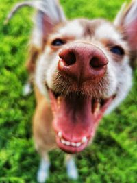 Close-up portrait of a dog