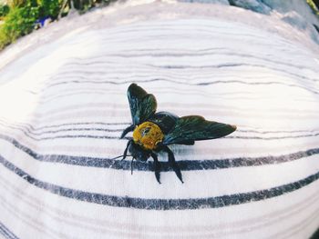 High angle view of fly