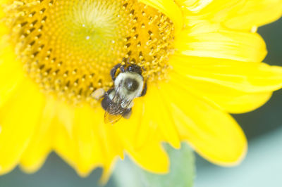 Close-up of bee pollinating on yellow flower