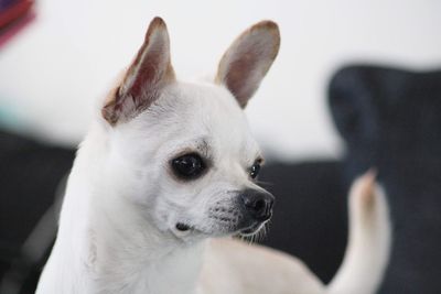 Close-up of a dog looking away