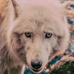 Close-up portrait of horse