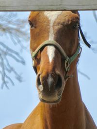 Portrait of horse