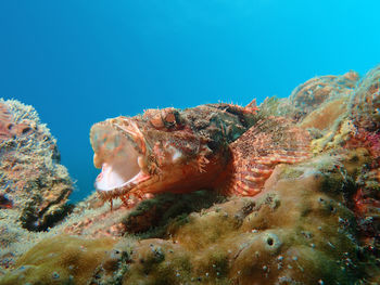 Close-up of fish on rock