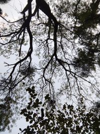 Low angle view of silhouette trees against sky