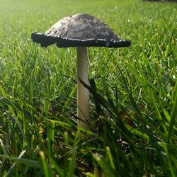 Close-up of mushroom on field