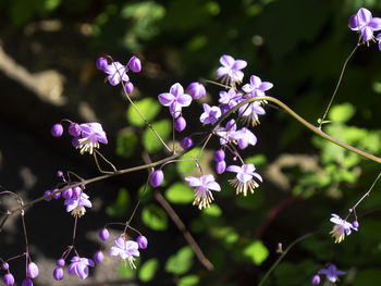 Close-up of purple flowering plants