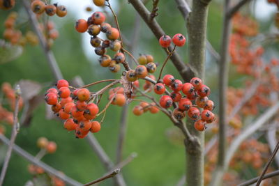 Close-up of berries growing on tree