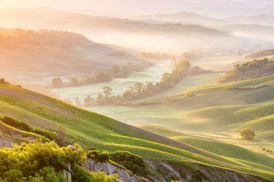 Fog in a valley with fields and trees at dawn