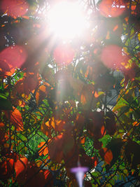 Low angle view of trees against sunlight
