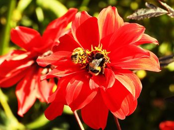 Close-up of bee pollinating on flower