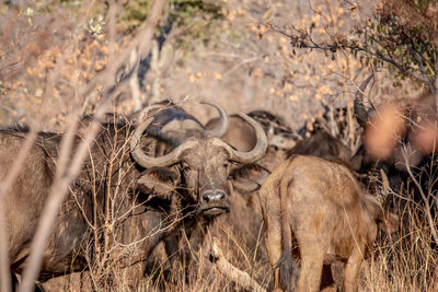 View of an animal on field