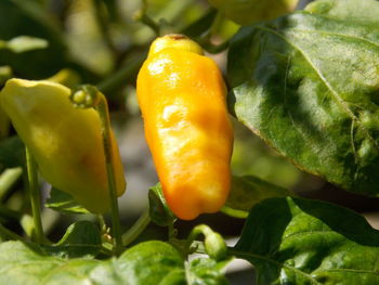 Close-up of orange chili peppers