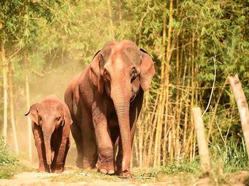 Elephants walking in forest on sunny day