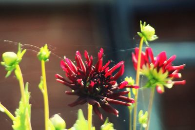 Close-up of pink flowers
