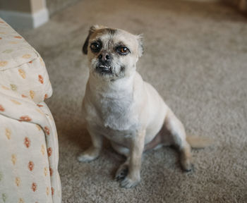 High angle portrait of a dog at home