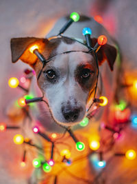 Portrait of dog with colorful lights