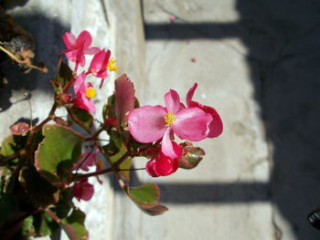 Close-up of pink flowers