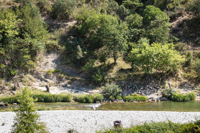 Scenic view of river amidst trees in forest