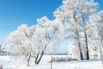 Beautiful winter landscape with snow. branches of the trees are beautifully snow-covered.